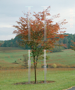 Picture of Zelkova serrata 'Green Vase'