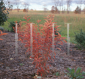 Picture of Lindera glauca salicifolius 