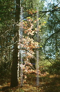 Picture of Cornus nuttallii 