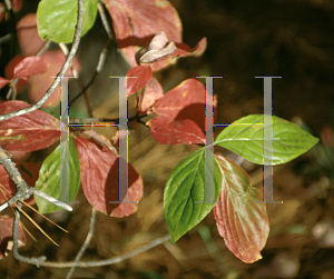 Picture of Cornus nuttallii 