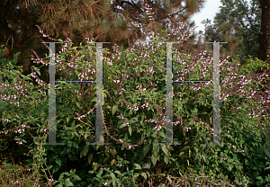 Picture of Salvia  'Waverly Pink'