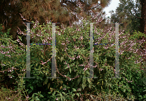 Picture of Salvia  'Waverly Pink'