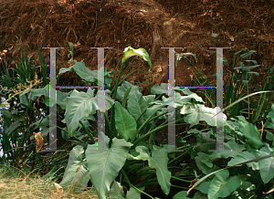 Picture of Zantedeschia aethiopica 