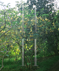 Picture of Brugmansia  'Charles Grimaldi'