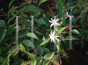 Picture of Jasminum polyanthum 