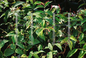 Picture of Jasminum polyanthum '~Species'