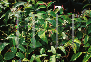 Picture of Jasminum polyanthum 