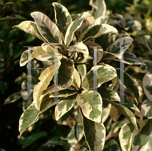 Picture of Pisonia umbellifera 'Variegata'