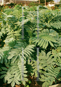 Picture of Melianthus major 