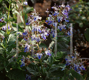 Picture of Clerodendrum ugandense 