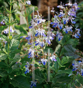 Picture of Clerodendrum ugandense '~Species'