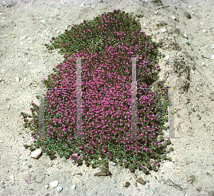 Picture of Thymus serpyllum 'Coccineus'