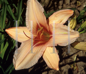 Picture of Hemerocallis  'Better Believe It'