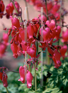 Picture of Dicentra  'King of Hearts'