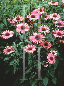 Picture of Echinacea purpurea 'Rubinstern (Ruby Star)'