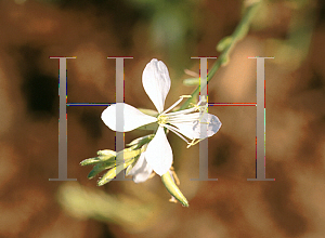 Picture of Gaura  'So White'