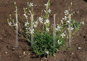 Picture of Gaura  'So White'