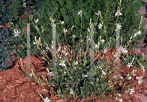 Picture of Gaura  'So White'