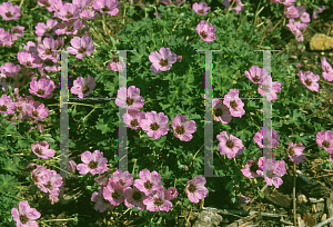 Picture of Geranium cinereum 'Ballerina'