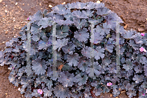 Picture of Geranium  'Kahlua'