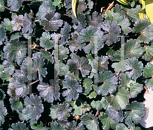 Picture of Geranium  'Kahlua'