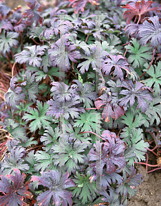 Picture of Geranium  'Victor Reiter Strain'