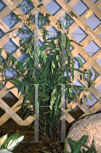 Picture of Chasmanthium latifolium 