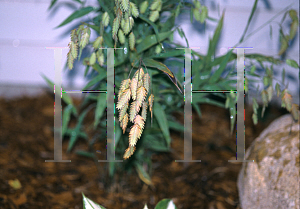 Picture of Chasmanthium latifolium 