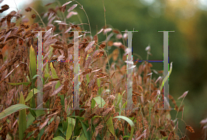 Picture of Chasmanthium latifolium 