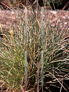 Picture of Miscanthus sinensis 'Adagio'