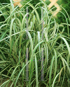 Picture of Miscanthus sinensis 'Cabaret'