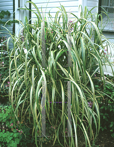 Picture of Miscanthus sinensis 'Cabaret'