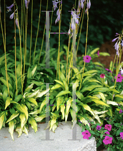 Picture of Hosta sieboldii 'Kabitan'