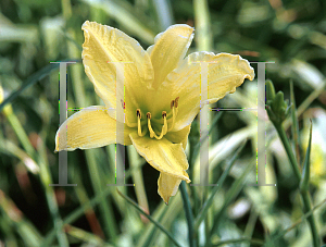 Picture of Hemerocallis  'Yellow Stone'