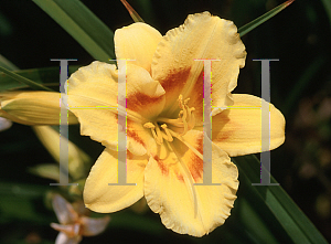 Picture of Hemerocallis  'Monkey'