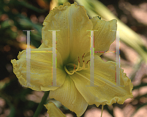 Picture of Hemerocallis  'Girl Scout'