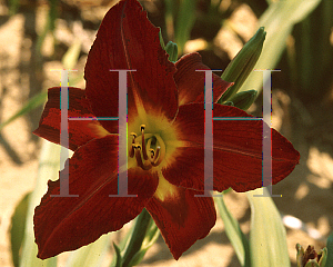 Picture of Hemerocallis  'Red Select'