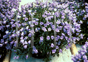 Picture of Campanula carpatica 'Bavaria Blue'