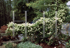 Picture of Clematis paniculata 