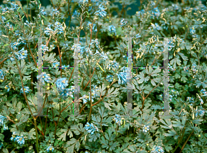 Picture of Corydalis flexuosa 'Purple Leaf'