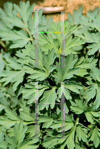 Picture of Dicentra  'King of Hearts'