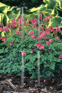 Picture of Dicentra  'King of Hearts'