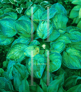 Picture of Hosta  'Tokudama Aureonebulosa'