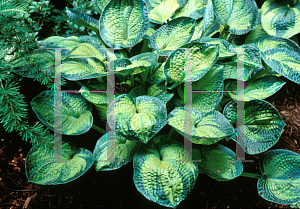 Picture of Hosta  'Tokudama Aureonebulosa'