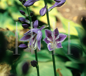 Picture of Hosta ventricosa 