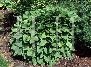 Picture of Hosta ventricosa 