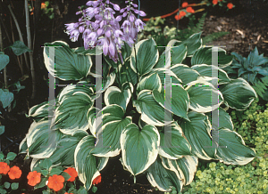 Picture of Hosta ventricosa 'Aureomarginata'