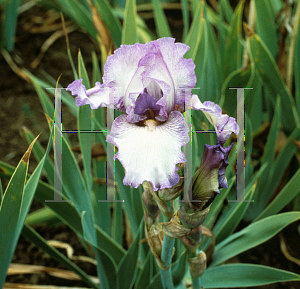 Picture of Iris germanica 'Earl of Essex'