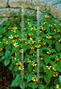 Picture of Lamium galeobdolon 'Variegatum'