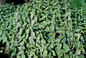 Picture of Lamium galeobdolon 'Herman's Pride'